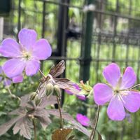 ゲラニウム,フウロソウ,ゲラニウム  エリザベスアン,ゲラニウム  エリザベスアン,ゲラニウム サマースノーの画像