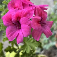 センテッドゼラニウム,フウロソウ,クロリンダゼラニウム,クロリンダゼラニウム,ハーブの画像