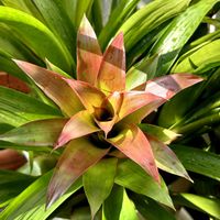 グズマニアの画像