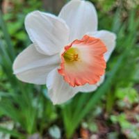 スイセン,スノーフレーク,チューリップ,椿,季節のお花の画像