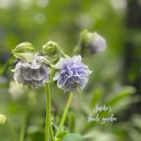 セイヨウオダマキ,オダマキ　カスティールブルー,オダマキ　カスティールブルーソワレ,ナチュラルガーデン,ジャンクガーデンの画像