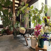 シクラメン,パキラ,ポトス,ガジュマル,ビカクシダの画像