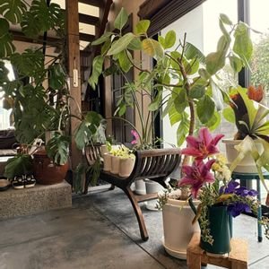 シクラメン,パキラ,ポトス,ガジュマル,ビカクシダの画像