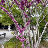 ハナズオウの画像