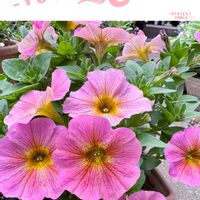 アジュガ,デージー,ナデシコ,ガーデンシクラメン,プリムラ　ジュリアンの画像