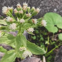 クレソン,セリ,フキ,蕗の薹(ふきのとう),フキノトウ（蕗の薹）の画像