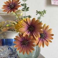 ラナンキュラス,ロータス ブリムストーン,オステオスペルマム ピンクビューティー,ベランダの画像