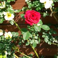 バラ,イングリッシュガーデン,今日のお花の画像