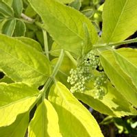 エルダーフラワー,ハーブ,鉢植え,ガーデニングの画像