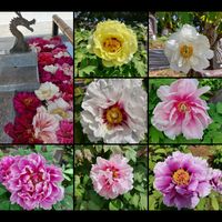 ボタン,モッコウバラ,リナリア,芝桜,可愛い〜♡の画像