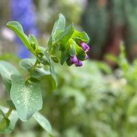 セリンセ・マヨール,セリンセ・マヨール,セリンセ・マヨール,ヤグルマギク,ヤグルマギクの画像