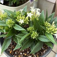 ジニア,ペンタス,玄関アプローチの画像