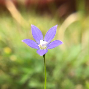 ヒナギキョウ,かわいい雑草,小花好き,紫の妖精の画像