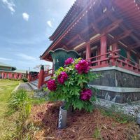 キンギョソウ,キンギョソウ,ボタン,ボタン,リナリアの画像