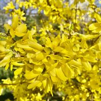 レンギョウの画像