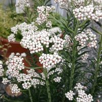 ライスフラワー,ライスフラワー,オージープランツの画像