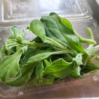 アイスプラントの画像