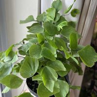 アジアンタム,アジアンタム ペルビアナム,ホウライシダ属の画像