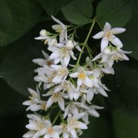 ウツギ,卯の花の画像