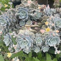 白ボタン,白ボタン,白ボタン,パリダム,おぼろ月の画像