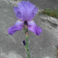 カモミール,ジャーマンアイリス,ジャーマンアイリス,矢車草,矢車草の画像