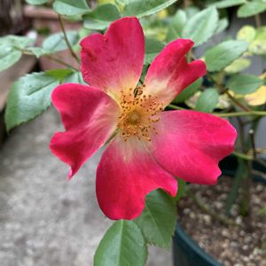 可愛い,挿し木,和む,花のある暮らし,今日のお花の画像