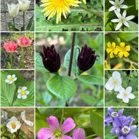 オーニソガラム,オダマキ,チューリップ,ツツジ,ニリンソウの画像