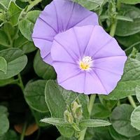 コンボルブルスの画像