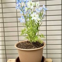 デルフィニウムの画像