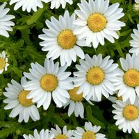 ゼラニウム,モミジ,フランスギク,ノースボール,花散歩の画像