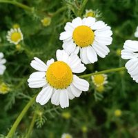 カモミールの画像