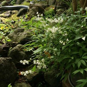 ヒメウツギ,半日陰,シェードガーデン,おうち園芸,小さな庭の画像
