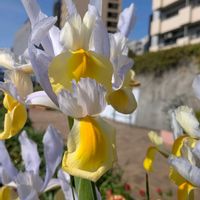 ジャーマンアイリス,ローダンセマム,ダッチアイリス,オステオスぺルマム,いつもの散歩道♡の画像