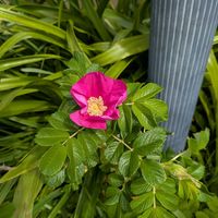 ハマナス,庭の画像