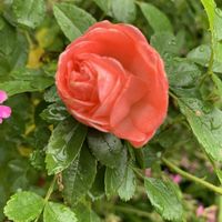 可愛い,挿し木,和む,花のある暮らし,今日のお花の画像