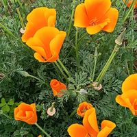 ハナビシソウの画像