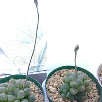 オブツーサ,ミラーボール,短棘瑞昌玉の画像