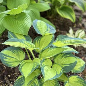 ギボウシ,ガーデニング,シェードガーデン,ホスタ,おうち園芸の画像