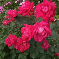 キンギョソウ,グレビレア,薔薇,バラ、薔薇、ばら,薔薇(赤)の画像