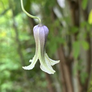 クレマチス,可愛い,山野草,シェードガーデン,雑木の庭の画像