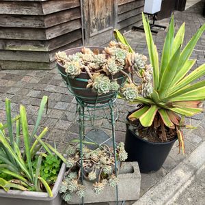 散歩,暴れ多肉,原宿,健康第一☘️,にゃんにゃん祭りの画像