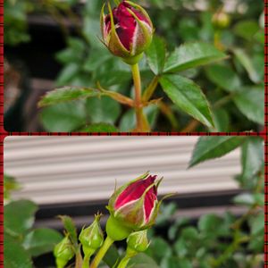 シャクヤク,ジキタリス　モンストローサ,ガイラルディア・スピントップイエロータッチ,ミニバラ　トゥルーブルーム　レッドキャプテン,ジキタリス　モンストローサ　ホワイトの画像