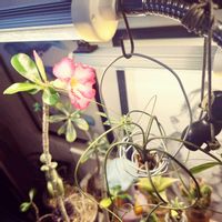 多肉植物,エアプランツ,水耕栽培,塊根植物,開花の画像