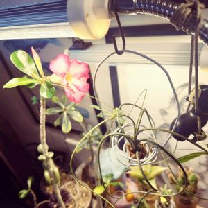 多肉植物,エアプランツ,水耕栽培,塊根植物,開花の画像