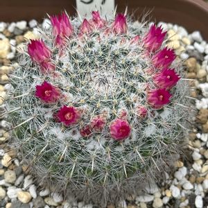 サボテン,サボテン科,サボテンの花,ピンクの花,マミラリア属の画像