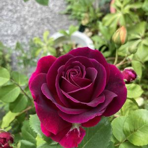 グレーフィンディアナ,no name,ワイルドブルーヨンダー※,みかも,バラ 鉢植えの画像