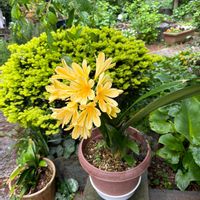 クンシランの画像