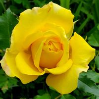 キンギョソウ,ビオラ,黄モッコウバラ,ゴールドバニー,バンマツリの画像