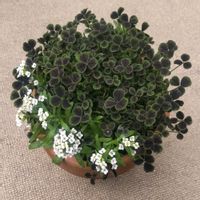 アリッサム,クローバー,クローバー ティント,クローバー・ティント　ナイト,寄せ植えの画像