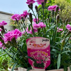 ダイアンサス,ダイアンサスあなたにキュン,ハルディン,ガーデニング初心者,jardinの画像